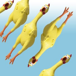 What's Your Squawking Rubber Chicken?